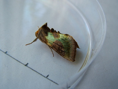 Burnished Brass